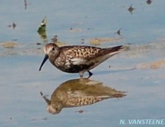 Calidris alpina